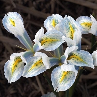 Iris reticulata 'On Cloud Nine' is a gorgeous cultivar with white flowers speckled in sky blue with a bold yellow central stripe.