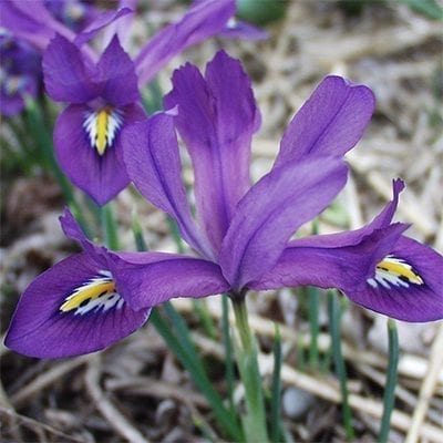 Iris reticulata 'Scent Sational' is noted for its royal purple flowers with dark blue, white, and yellow markings and its particularly beautiful fragrance.