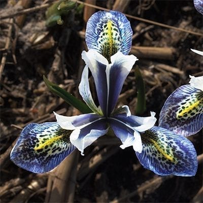 Iris reticulata 'Splish Splash' is a dramatic cultivar with gorgeously etched spots and stripes of royal blue and yellow on a white background.