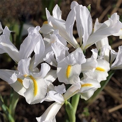 Iris reticulata 'White Caucasus' is the best white cultivar available with pure white flowers with yellow stripes.