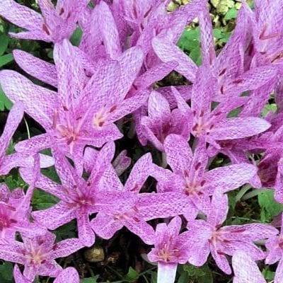 Colchicum xagrippinum is an easy-to-grow autumn crocus producing multiple flowers that are checkered with pink and white.