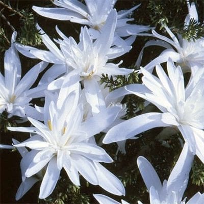 Colchicum autumnale 'Alboplenum' is one of the most beautiful of the autumn crocus with pure white double-petaled flowers.