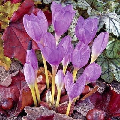 Colchicum 'The Giant' is one of the tallest, easiest to grow, and floriferous of the autumn crocus with up to 10 lavender-pink flowers per bulb.