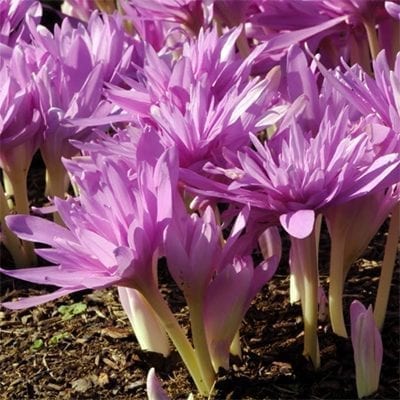 Colchicum 'Waterlily' is one of the most beautiful of the autumn crocus producing multiple double-petaled, lavender-pink flowers per bulb.