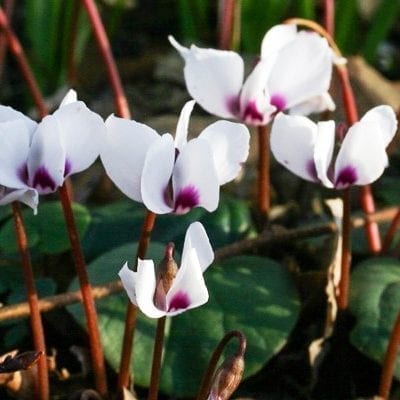 Cyclamen coum 'Album' has white flowers atop heart-shaped, dark green leaves that are often marbled with pale green or silver.