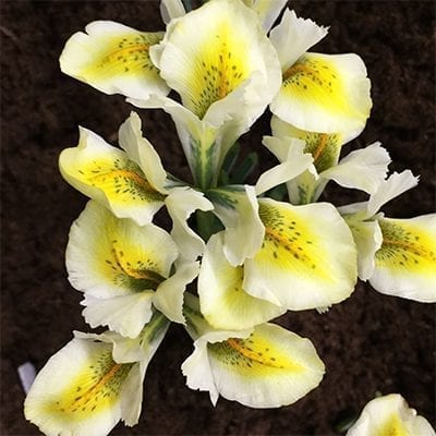 Iris reticulata 'North Star' is a beautiful cultivar with butter yellow and creamy white flowers speckled with teal dots.
