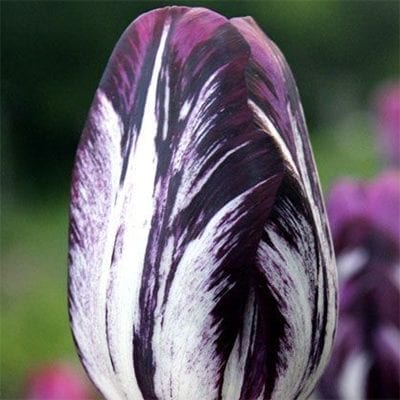 Tulipa 'Black and White' is a Broken/Rembrandt tulip with stunning white flowers feathered with purple-black, dark purple, and warm purple.
