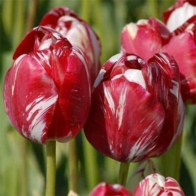 Tulipa 'Mabel' is a Broken tulip from 1856. It has stunning white flowers feathered with deep rosy red.