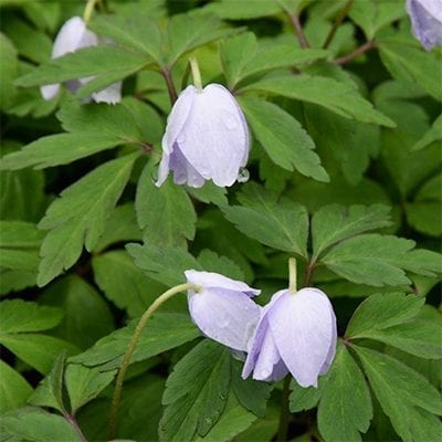 Anemone nemorosa 'Allenii' is a pale lavender-blue form of this charming woodland groundcover.