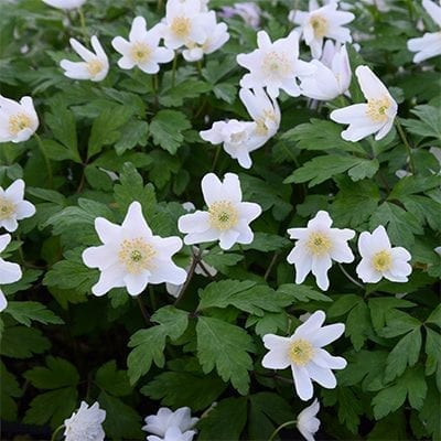 Anemone nemorosa is the wild-type white-flowered form of this charming woodland groundcover.