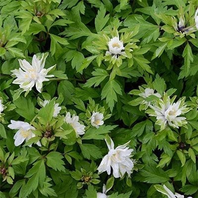 Anemone nemorosa 'Bracteata' is a curious form with semi-double white and green flowers of this charming woodland groundcover.