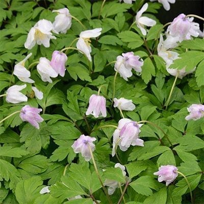 Anemone nemorosa 'Fruhlingsfee' is pink in bud opening to white flowers with pink reverses.