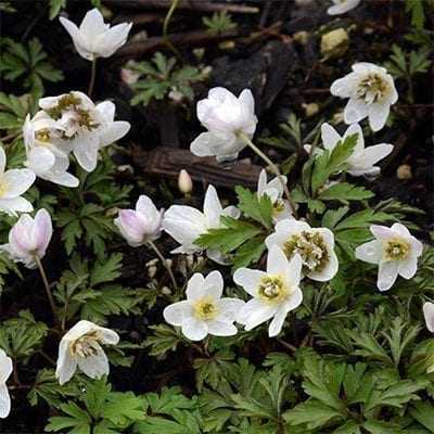 Anemone nemorosa 'Green Fingers' is a crazy white-flowered cultivar with leafy, green, finger-like growths emerging from the centre of each flower.