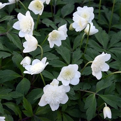 Anemone nemorosa 'Vestal' is a beautiful double form where the centres are filled with a delicate dome of tiny white petals.