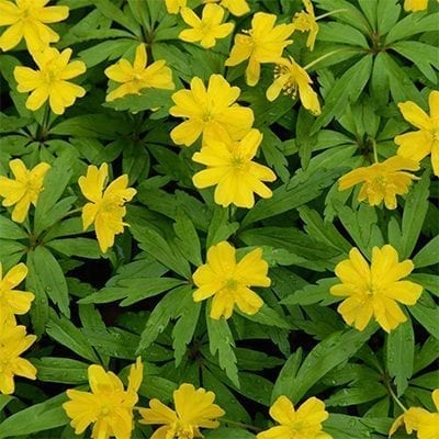 Anemone ranunculoides 'Semi-Plena' has semi-double, bright yellow flowers.