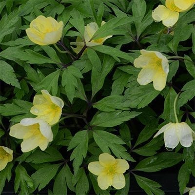 Anemone xlipsiensis 'Vindobonensis' is an old selection found near Vienna with soft yellow flowers and red-flushed young foliage.