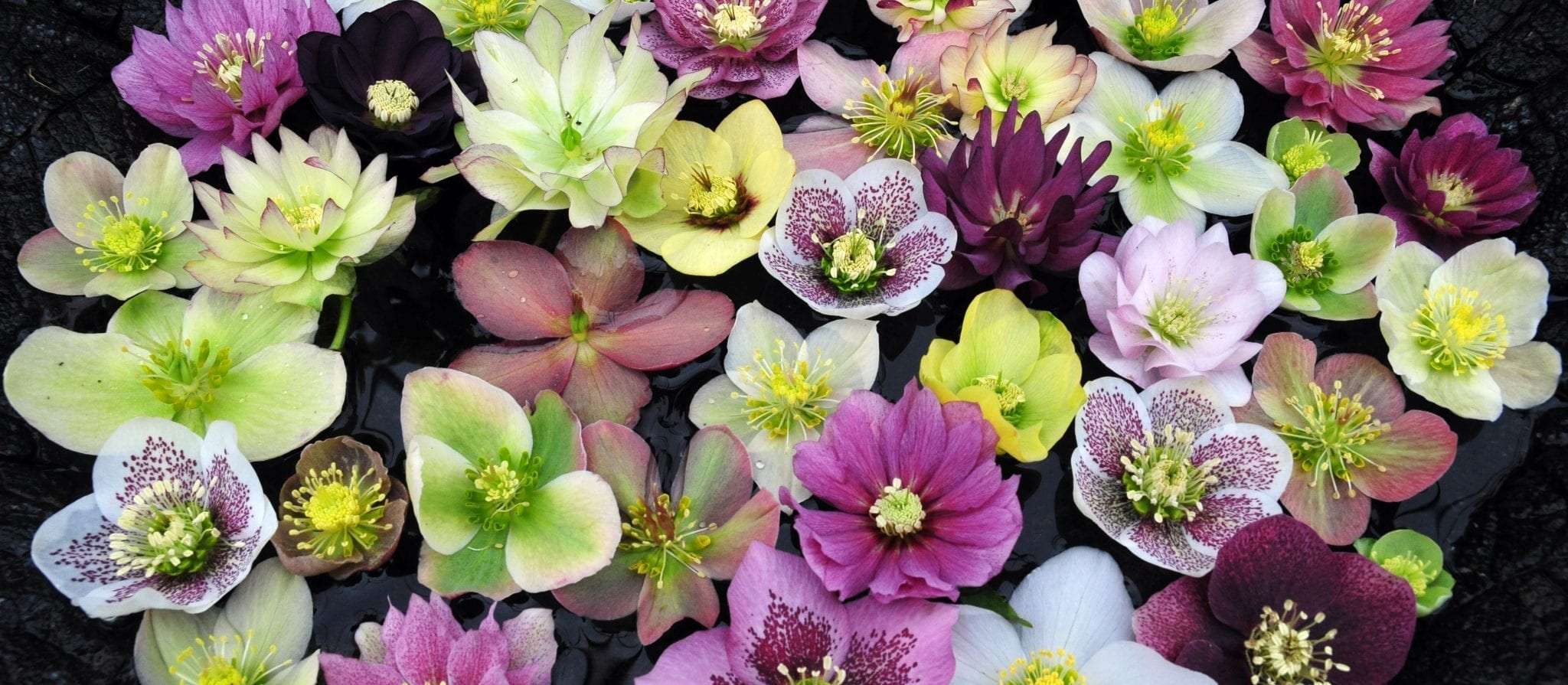 all about hellebores - phoenix perennials and specialty plants