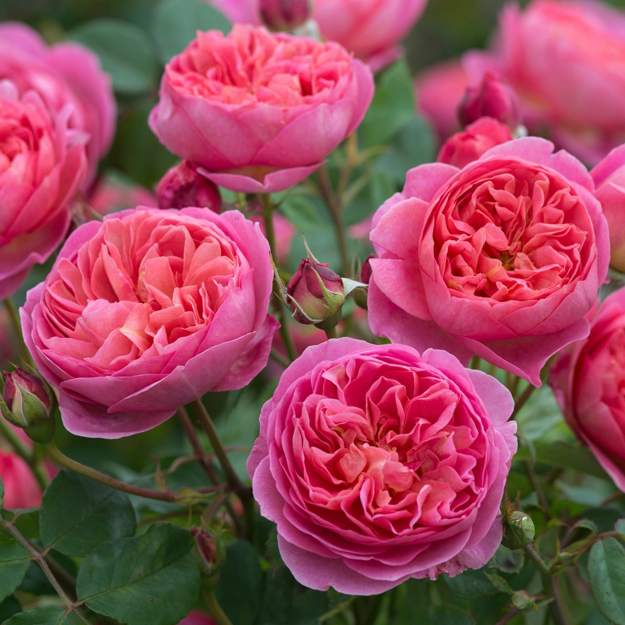 David Austin Rose Pre Order For Spring 2020 Phoenix Perennials And Specialty Plants