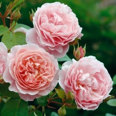 Order David Austin Roses - pink