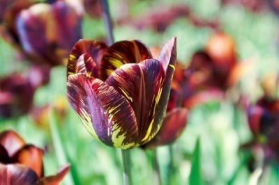 Tulipa 'Absalon' was introduced in 1780