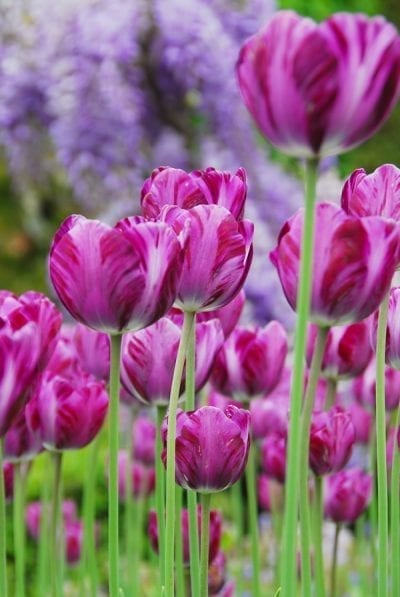 Tulipa ‘Columbine’ was introduced in 1929.