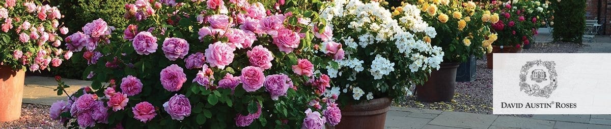 David Austin roses can be grown in zone 3.