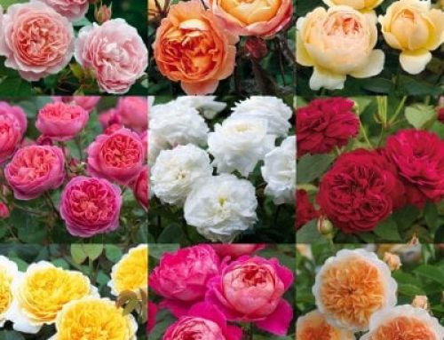 How to Grow David Austin Roses in Zone 3