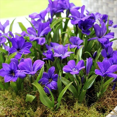 Tecophilaea cyanocrocus ‘Violacea’ has velvety purple-blue flowers in early spring with thin white stripes.