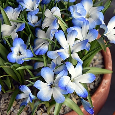 Tecophilaea cyanocrocus ‘Leichtlinii’ is a rare form of the Chilean blue crocus with white flowers tipped with rich, sky blue.