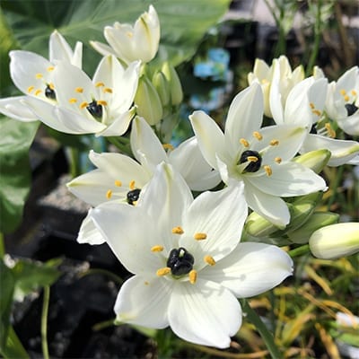 Ornithogalum arabicum forms fragrant clusters of white, star-like flowers with glistening, jet black central ovaries.