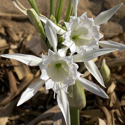 Pancratium maritimum has long, strap-like leaves and gorgeous, intricate, daffodil-like flowers that resemble an icy star.
