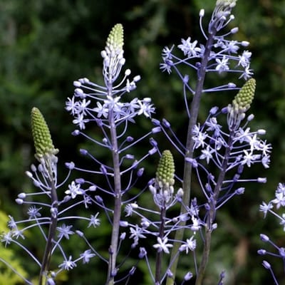 Scilla hyacinthoides ‘Blue Arrow’ looks like a rocket ship of starry blue flowers erupting from out of the border.