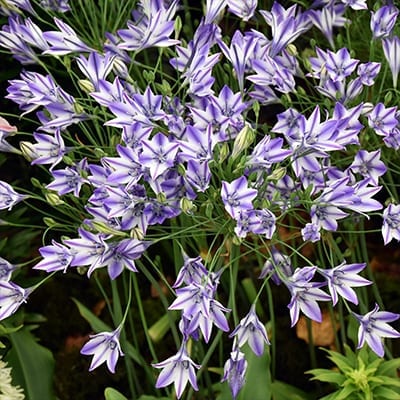 Triteleia ‘Rudy’ is a gorgeous hybrid with umbels of up to 25 funnel-shaped, white flowers with a glowing purple stripe down the middle of each tepal.