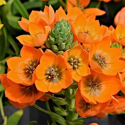 Ornithogalum dubium is unusual in its genus for having bright tangerine orange flowers rather than white and green centres.