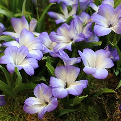 Tecophilaea cyanocrocus ‘Storm Cloud’ is a rare form of the Chilean blue crocus with white flowers tipped with lavender and bluish lavender in early spring.