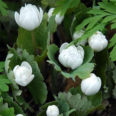 Sanguinaria canadensis ‘Flore Pleno’ is the exquisite double form of bloodroot with pure white, starry, pompoms in early spring.