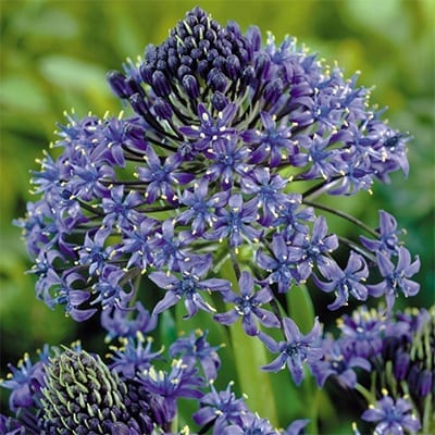 Portuguese squill, Scilla peruviana, has strap-like leaves and an exotic dome of small, star-like, royal blue to purple-blue flowers.