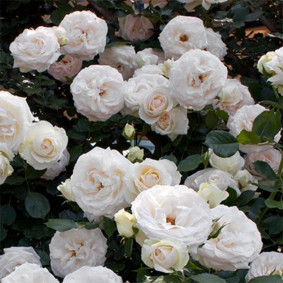My Favorite Roses to Grow for the Apothecary — Floranella