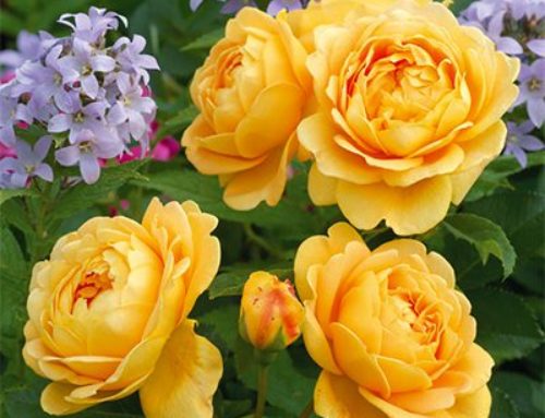 The Five Different Types of Rose Fragrance