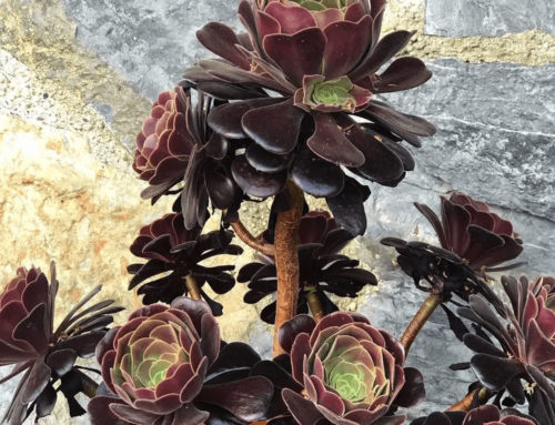 Aeonium: Succulents for Drama and Vertical Appeal