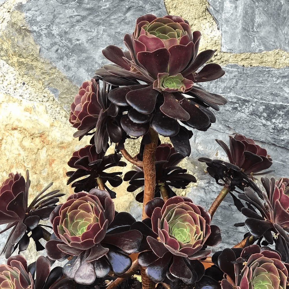 Aeonium Succulents for drama and vertical appeal