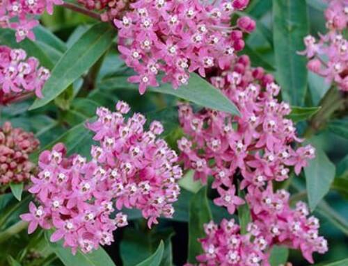 Grow Milkweeds : Support Beneficial Butterflies and Insects to add intriguing Beauty to your Garden