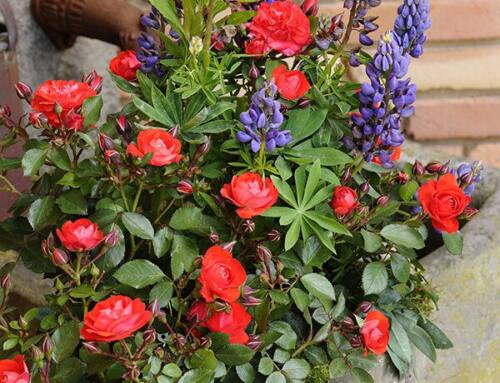Mini and Patio Roses for Small Spaces and Containers : Small Roses with Lots of Flower Power