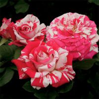 Rosa-Neil-Diamond-Hybrid-Tea-Rose