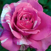 Rosa-Parade-Day-Grandiflora-Rose