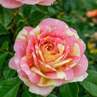 Rosa-Pop-Art-Rose