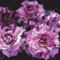 Rosa-Purple-Tiger-Floribunda-Rose