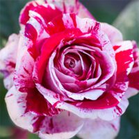 Rosa-Scentimental-Floribunda-Rose