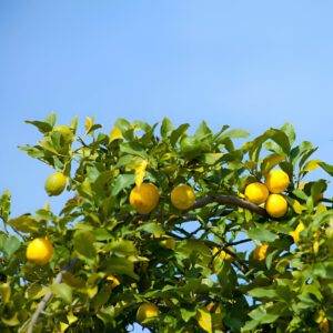 Lemon wilsonii ‘Ichang Lemon’ - Phoenix Perennilas