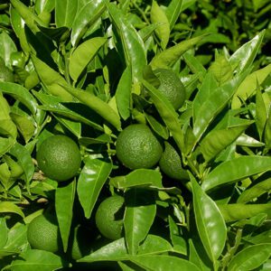 Lime sudachi 'Sudachi' - Phoenix Perennilas